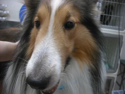 ファイル 1787-1.jpg