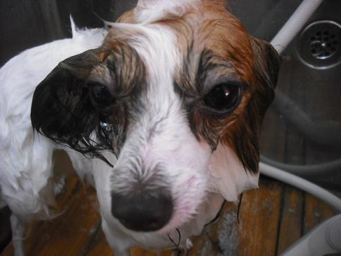 ファイル 1788-3.jpg