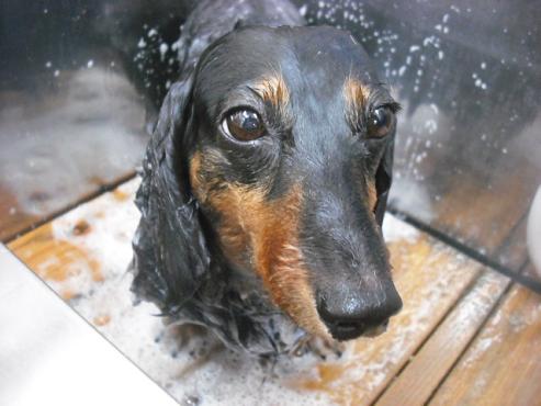 ファイル 1790-2.jpg