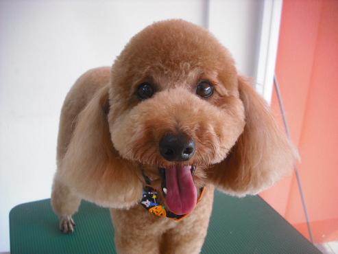 ファイル 1796-1.jpg