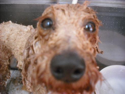 ファイル 1796-3.jpg