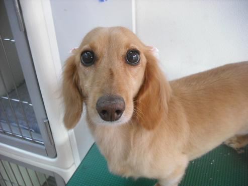 ファイル 1797-1.jpg