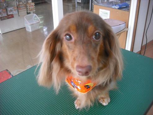 ファイル 1798-1.jpg