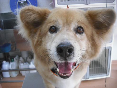 ファイル 1799-1.jpg