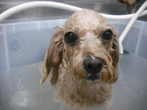 ファイル 1800-2.jpg