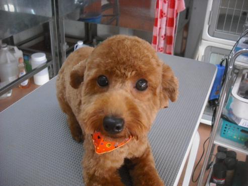 ファイル 1802-1.jpg