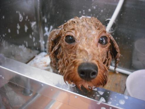 ファイル 1802-2.jpg