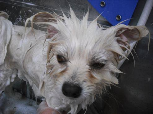 ファイル 1803-2.jpg