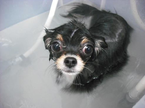 ファイル 1804-1.jpg