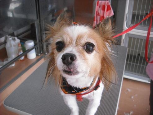 ファイル 1805-1.jpg