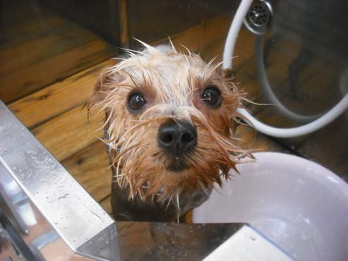 ファイル 1806-1.jpg