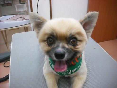 ファイル 1807-1.jpg