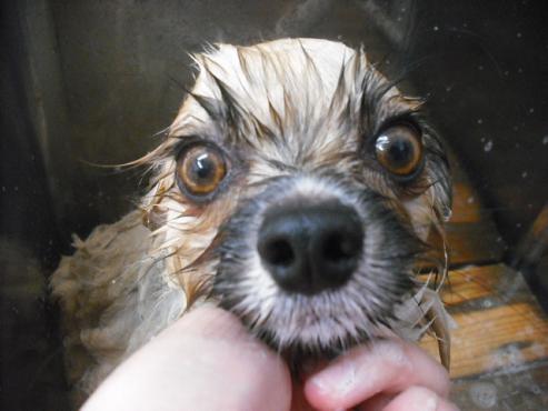 ファイル 1807-2.jpg