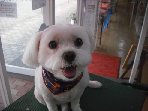 ファイル 1808-1.jpg