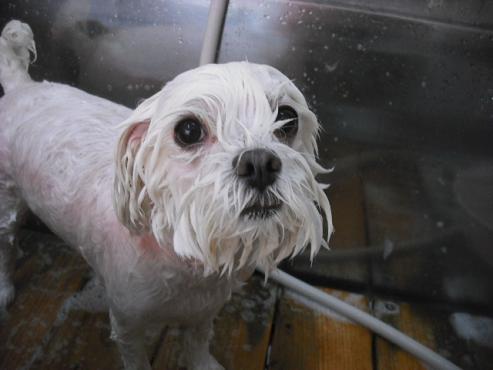 ファイル 1808-2.jpg