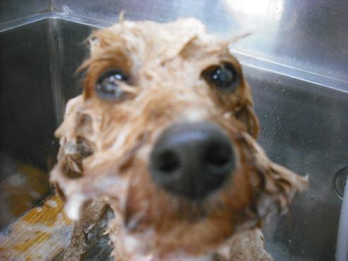 ファイル 1810-2.jpg