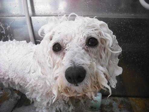 ファイル 1811-2.jpg