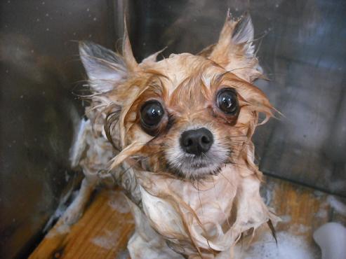 ファイル 1812-2.jpg