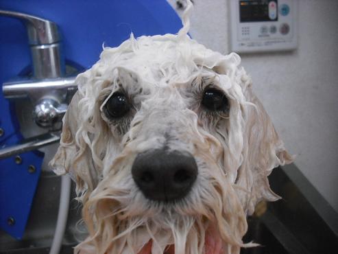 ファイル 1814-2.jpg