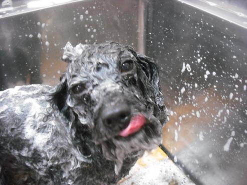 ファイル 1816-2.jpg