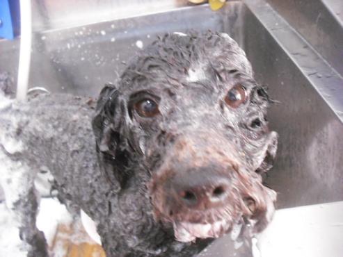 ファイル 1817-2.jpg