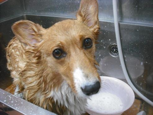 ファイル 1818-2.jpg