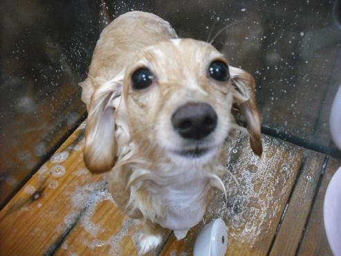 ファイル 1823-2.jpg