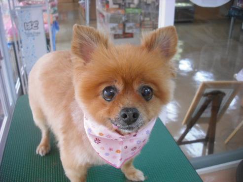 ファイル 1824-1.jpg