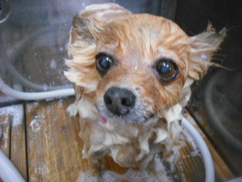 ファイル 1824-2.jpg