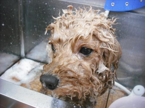 ファイル 1826-2.jpg