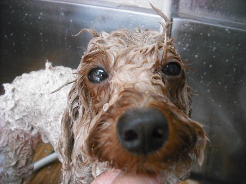 ファイル 1827-3.jpg