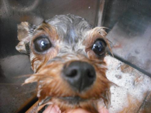 ファイル 1828-2.jpg