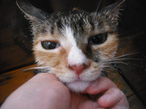 ファイル 1829-1.jpg