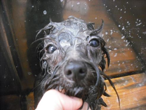 ファイル 1830-3.jpg