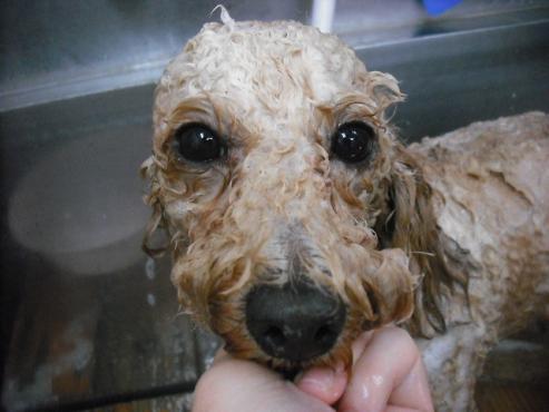 ファイル 1831-3.jpg