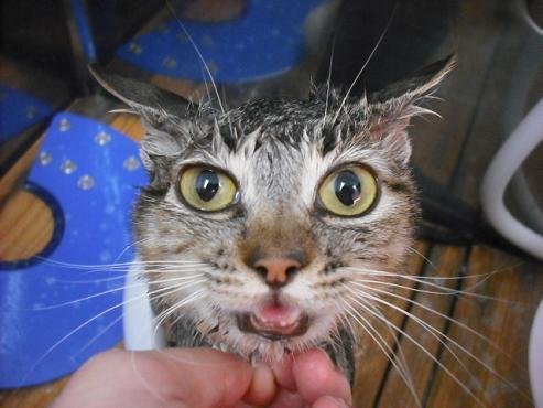 ファイル 1833-2.jpg