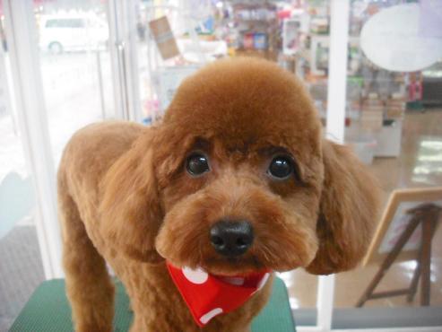 ファイル 1835-1.jpg