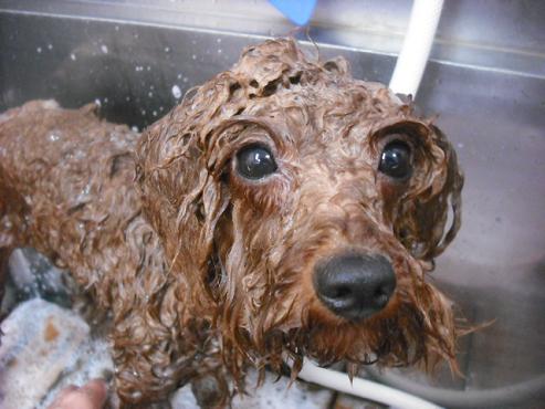 ファイル 1835-2.jpg