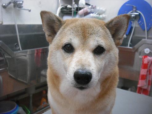 ファイル 1836-1.jpg