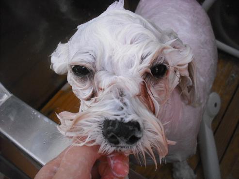 ファイル 1839-2.jpg