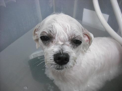 ファイル 1842-1.jpg