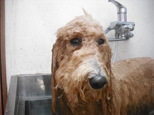 ファイル 1843-2.jpg