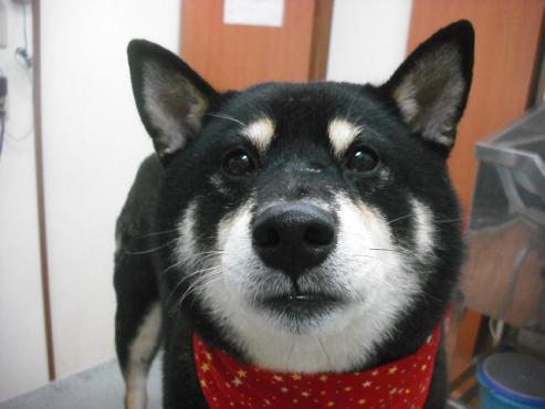 ファイル 1845-1.jpg