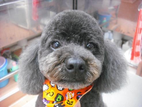 ファイル 1848-1.jpg