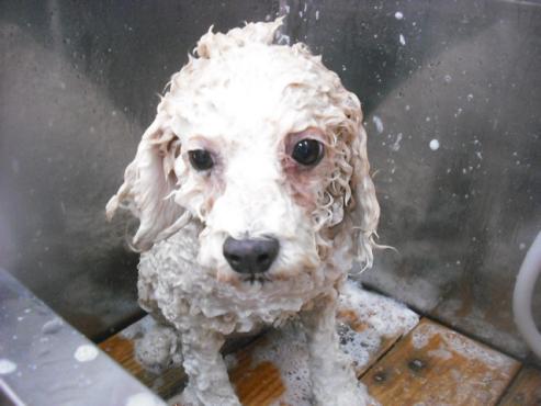 ファイル 1852-2.jpg