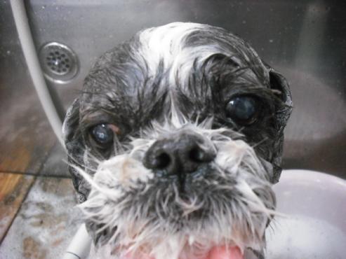 ファイル 1853-2.jpg