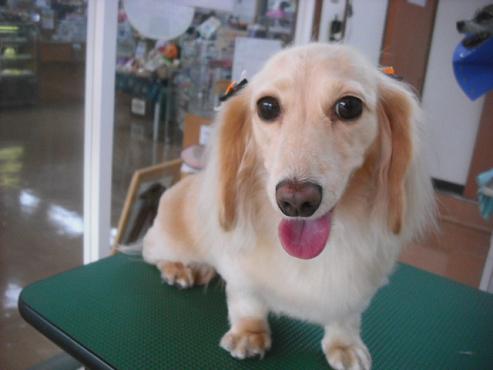 ファイル 1854-1.jpg