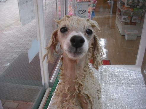 ファイル 1855-2.jpg