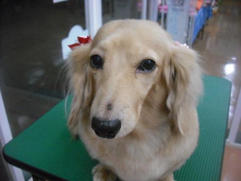 ファイル 1857-1.jpg