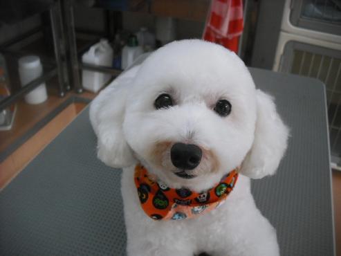 ファイル 1861-1.jpg